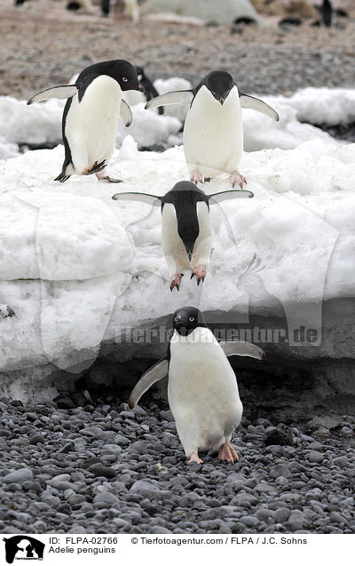 Adelie penguins / FLPA-02766