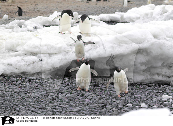 Adelie penguins / FLPA-02767