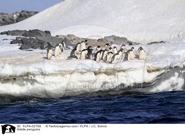 Adelie penguins / FLPA-02768