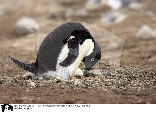 Adeliepinguin / Adelie penguin / FLPA-02770