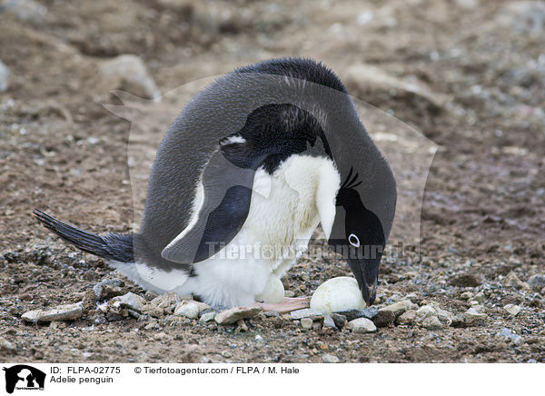 Adeliepinguin / Adelie penguin / FLPA-02775