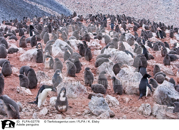 Adeliepinguine / Adelie penguins / FLPA-02776