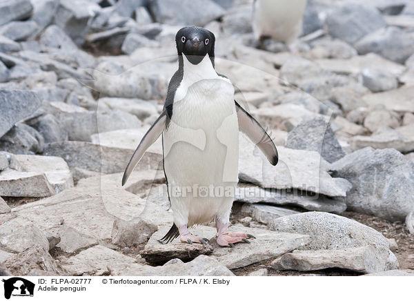 Adelie penguin / FLPA-02777