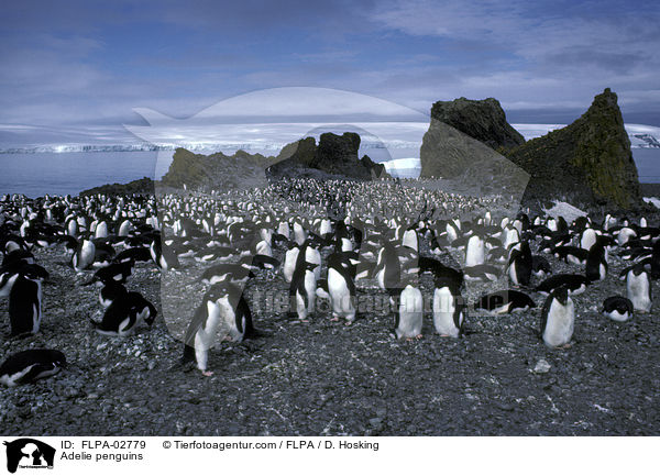 Adelie penguins / FLPA-02779