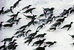 Adelie penguins