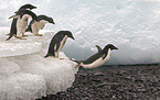 Adelie penguins