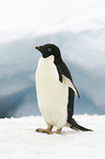 Adelie penguin