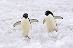 Adelie penguins