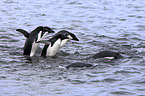 Adelie penguins