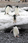 Adelie penguins