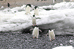 Adelie penguins