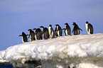 Adelie penguins