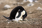 Adelie penguin