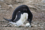 Adelie penguin