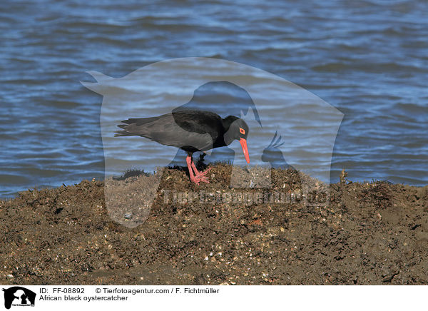 African black oystercatcher / FF-08892