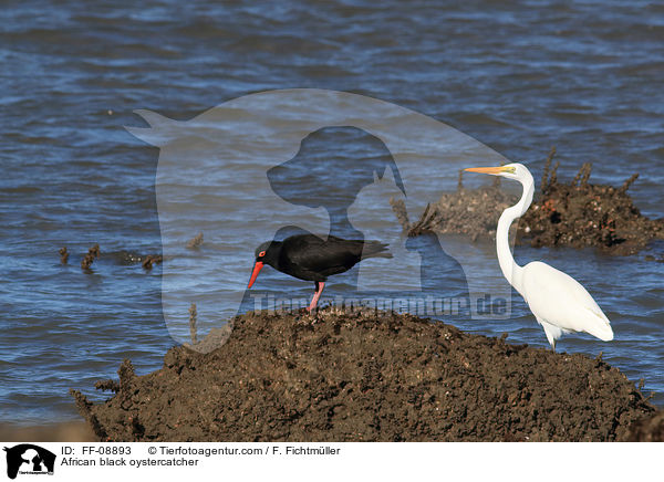 Schwarzer Austernfischer / African black oystercatcher / FF-08893