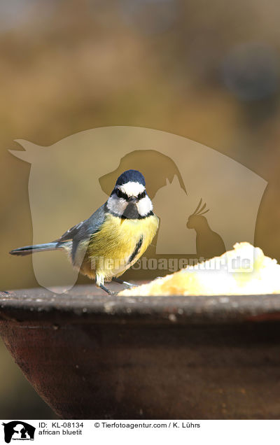 Afrikanische Blaumeise / african bluetit / KL-08134