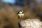 african bluetit