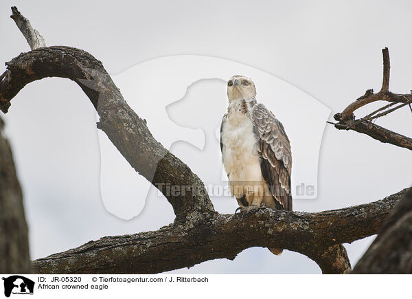 Kronenadler / African crowned eagle / JR-05320