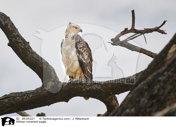 Kronenadler / African crowned eagle / JR-05321