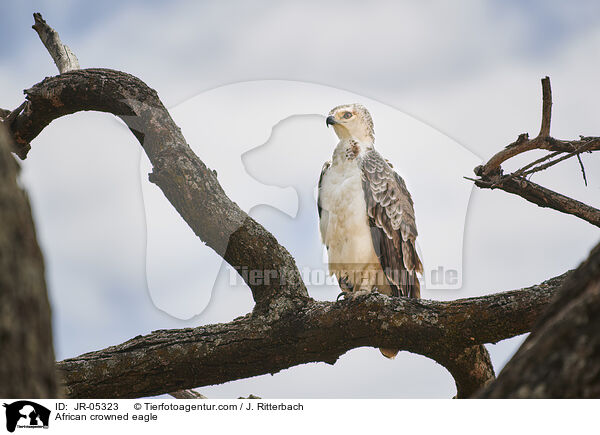 African crowned eagle / JR-05323