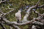 African crowned eagle