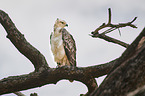 African crowned eagle