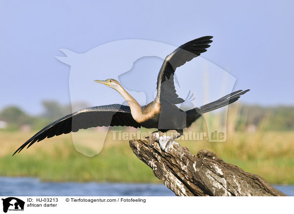 african darter / HJ-03213