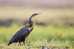 african darter