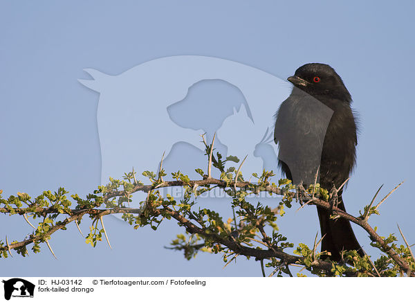 fork-tailed drongo / HJ-03142