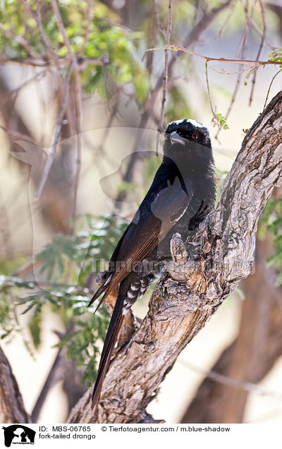 Trauerdrongo / fork-tailed drongo / MBS-06765