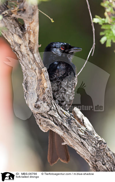 fork-tailed drongo / MBS-06766
