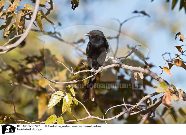 Trauerdrongo / fork-tailed drongo / MBS-06767