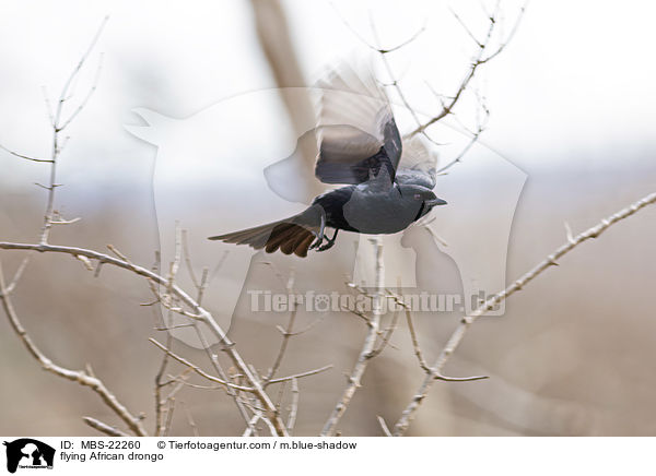 flying African drongo / MBS-22260