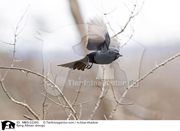 fliegender Trauerdrongo / flying African drongo / MBS-22260