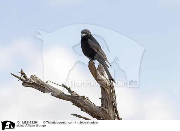 sitting African drongo / MBS-22261