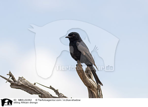 sitting African drongo / MBS-22262