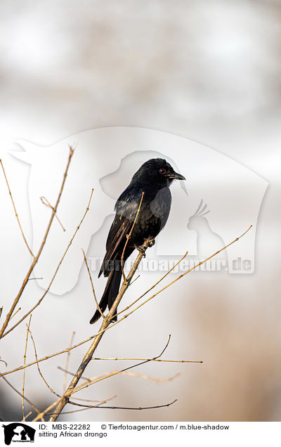 sitzender Trauerdrongo / sitting African drongo / MBS-22282