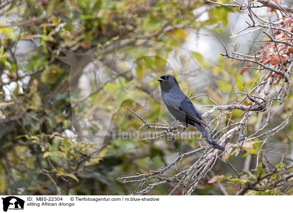 sitting African drongo / MBS-22304