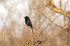 sitting African drongo
