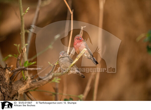 African fire finches / SVS-01587