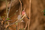 African fire finches