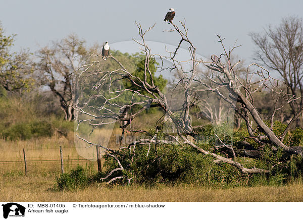 African fish eagle / MBS-01405