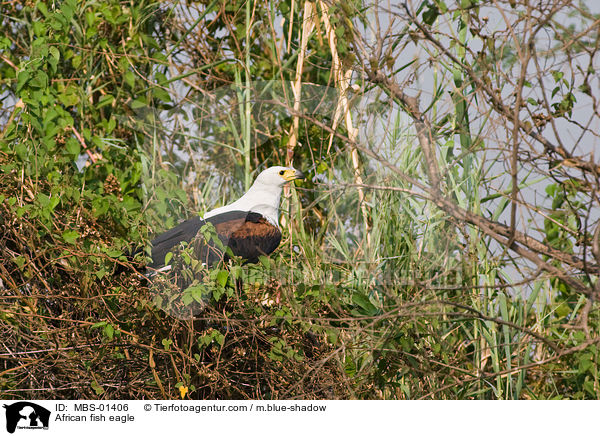 African fish eagle / MBS-01406