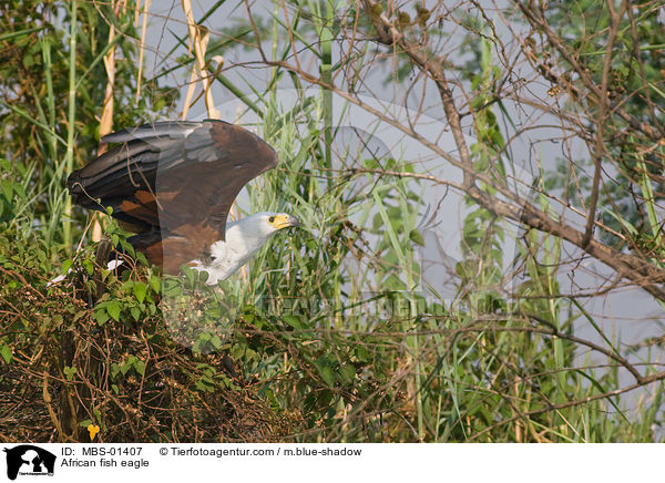Schreiseeadler / African fish eagle / MBS-01407