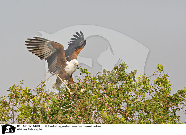 Schreiseeadler / African fish eagle / MBS-01409