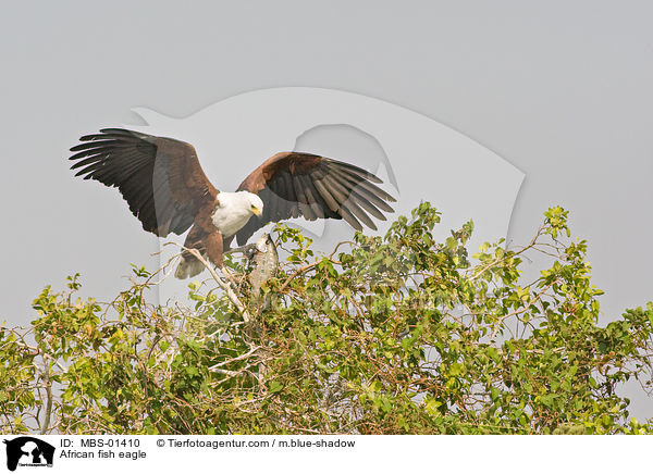 African fish eagle / MBS-01410