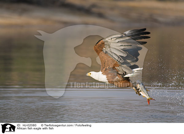 Schreiseeadler mit Beute / African fish eagle with fish / HJ-02080
