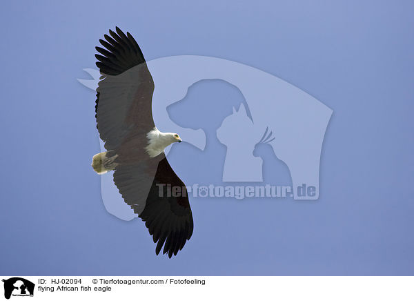 fliegender Schreiseeadler / flying African fish eagle / HJ-02094