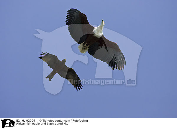 African fish eagle and black-eared kite / HJ-02095